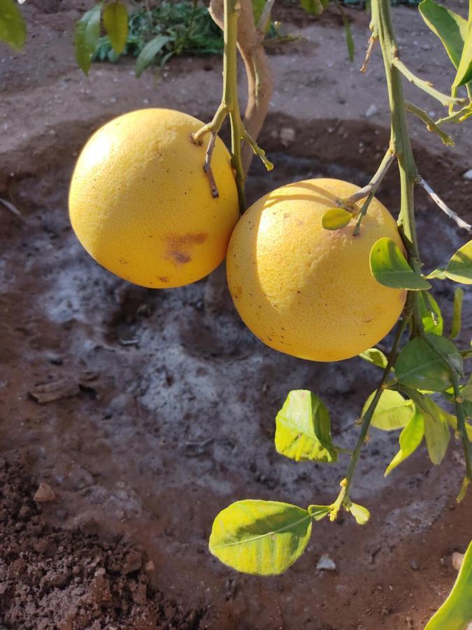 Petit Paradis Daire Sidi Bibi Dış mekan fotoğraf